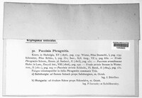 Puccinia phragmitis image